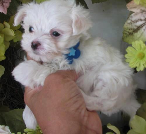 coton de tulear puppies