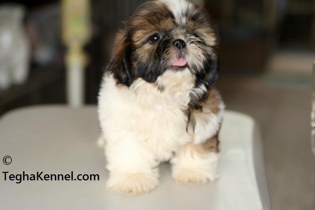 Havanese Puppies For Sale Puppies For Sale Dogs For Sale Dog Breeders Dog Kennel Kitten For Sale Cat For Sale