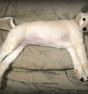 afghan hound dog for sale in india