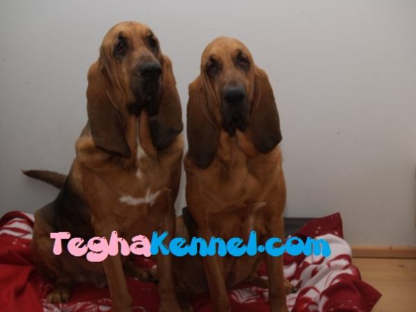 TEGHA-Bloodhound puppies for sale india