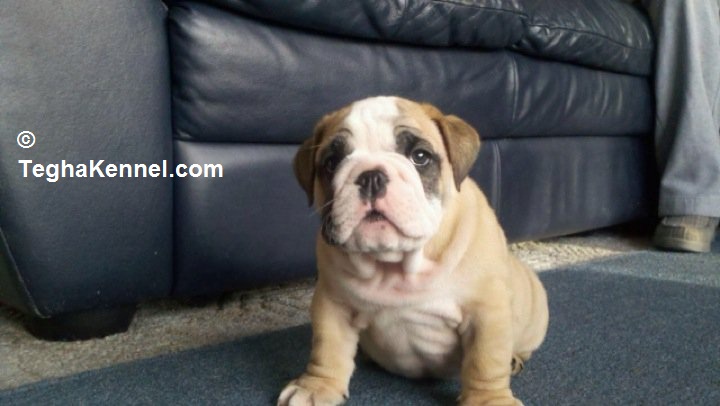 english bulldog puppies for sale price
