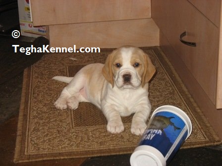 Beagle puppy for sale india