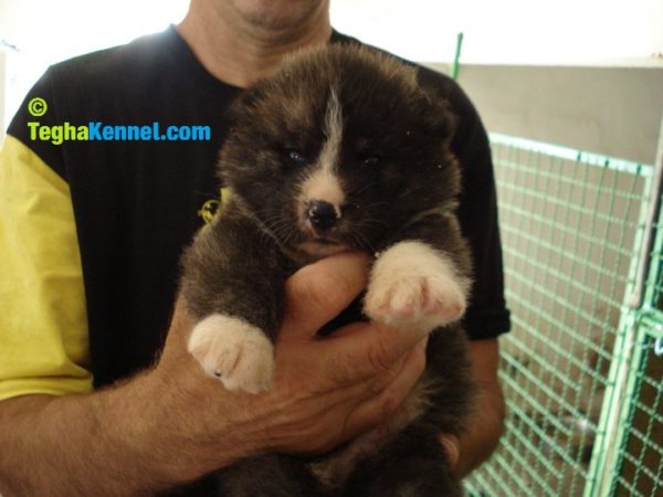 Japanese akita dog pupy for sale in india