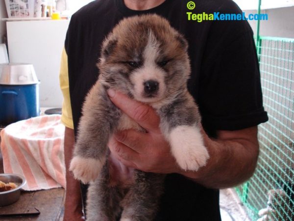 Japanese akita dog pupy for sale in india