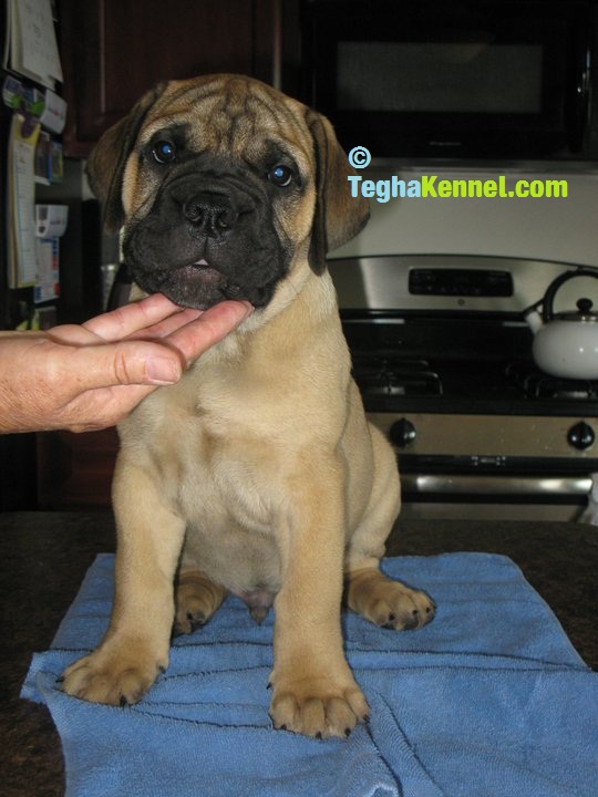 bullmastiff price