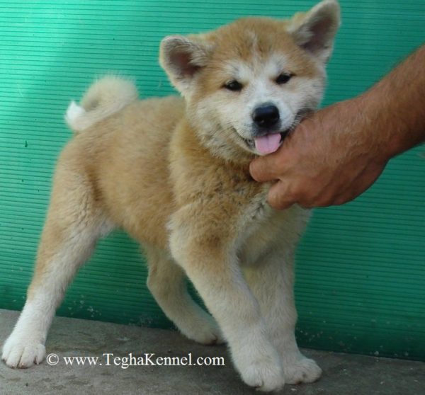 American Akita Puppies for sale in india