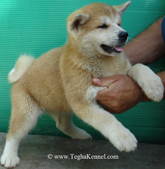 American Akita puppy for sale Puppies for Sale, Dogs for