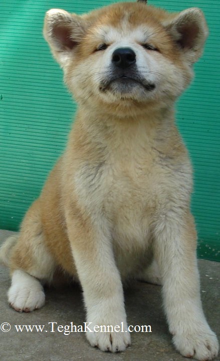 American Akita Puppies for sale in india
