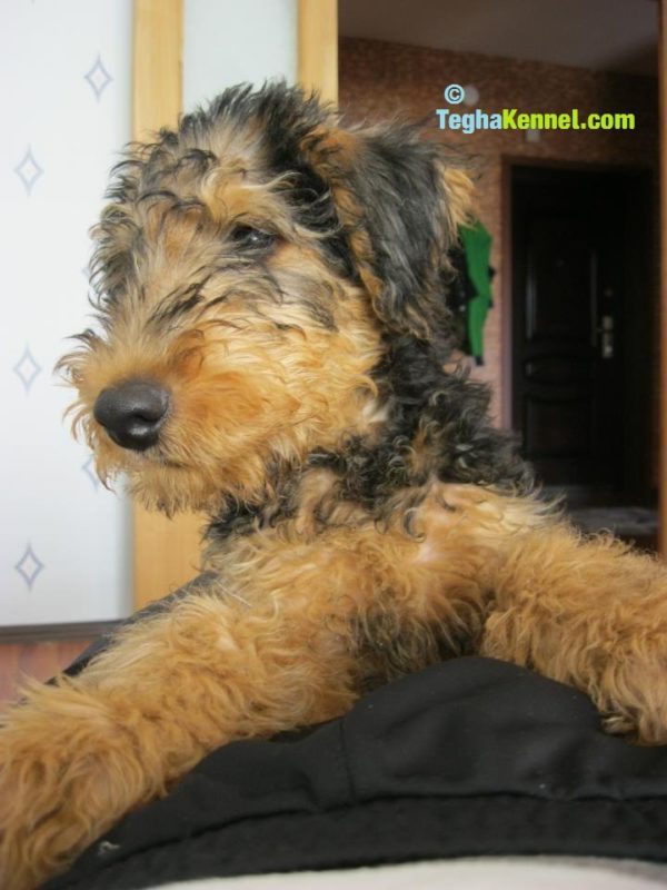 airedale terrier dogs for sale in india