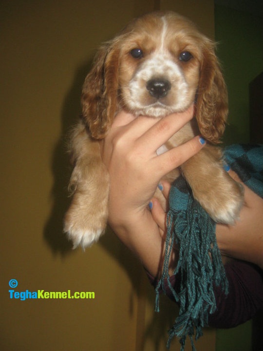 English Cocker Spaniel puppies for sale in india