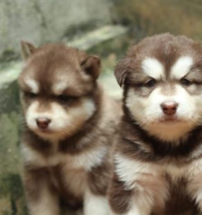 Alaskan Malamute Puppies for Sale in india