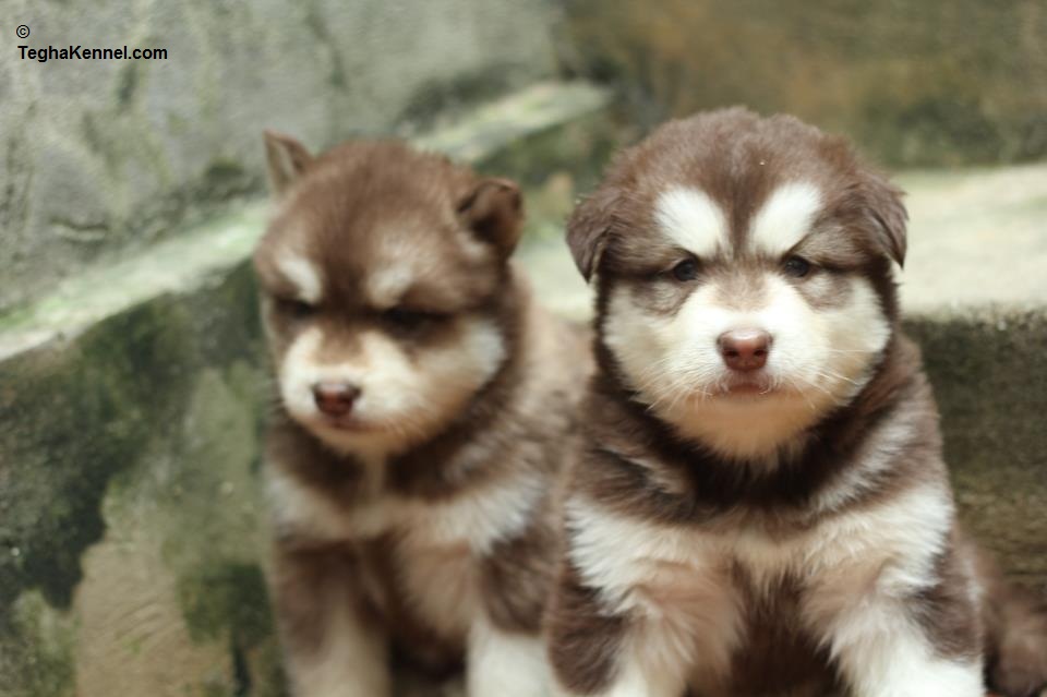 baby malamute for sale