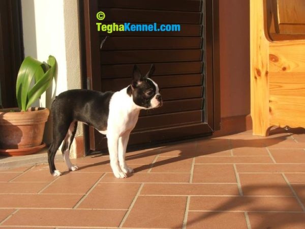 Boston Terrier puppies for sale in india