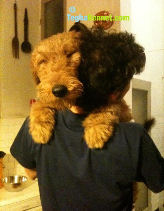 Airedale Terrier puppies for sale in india