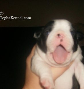 Boston Terrier puppies for sale in india