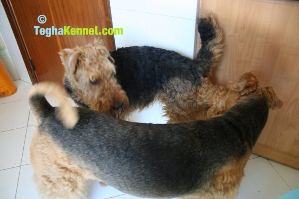 airedale terrier dogs for sale in india