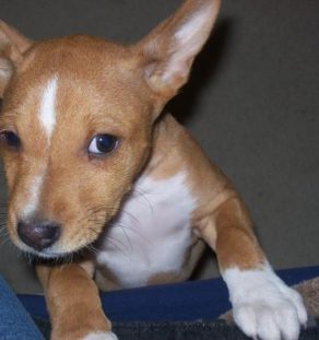 basenji dog puppies for sale in india