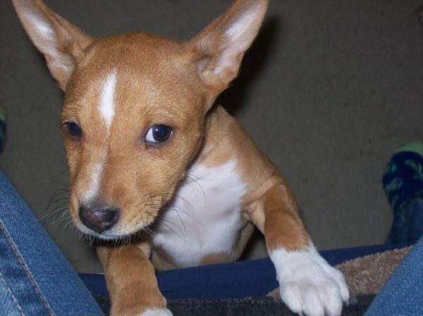 basenji dog puppies for sale in india
