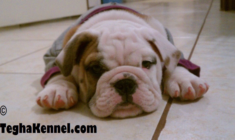 american bull dog puppies