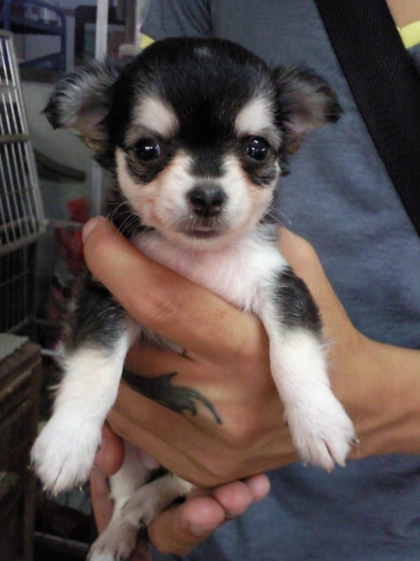 Chihuahua puppy for sale in india