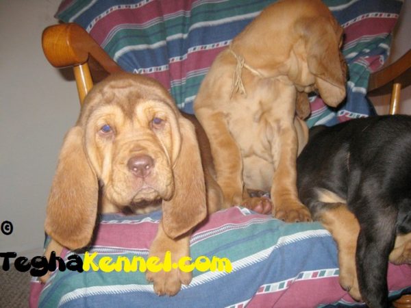 TEGHA-Bloodhound puppies for sale india