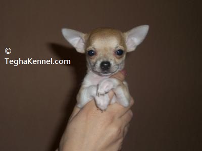 chihuahua puppies for sale in delhi
