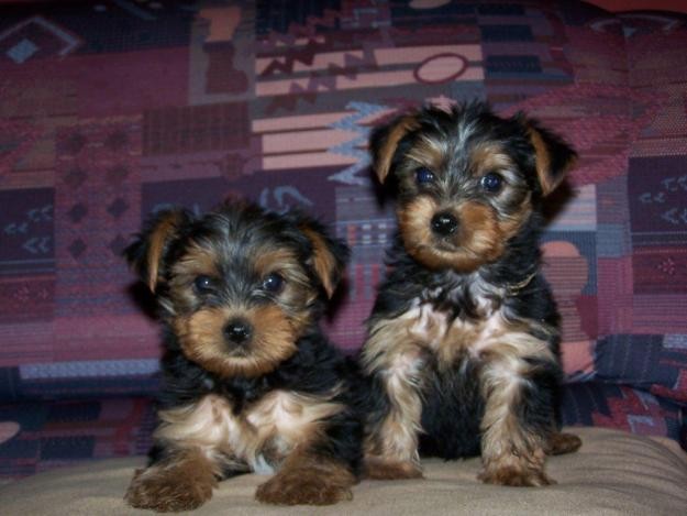 Yorkshire Terrier puppy for sale 