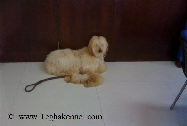 Afghan Hound Puppy for sale
