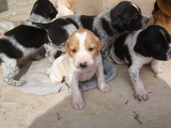 close working english pointers for sale