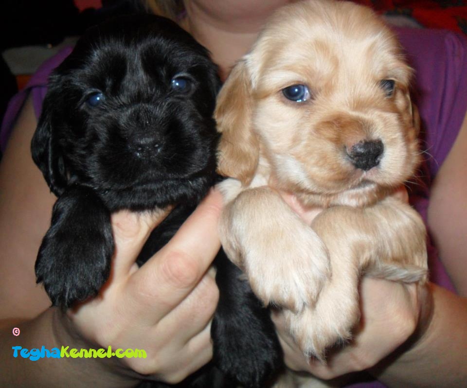 cavocker puppies for sale