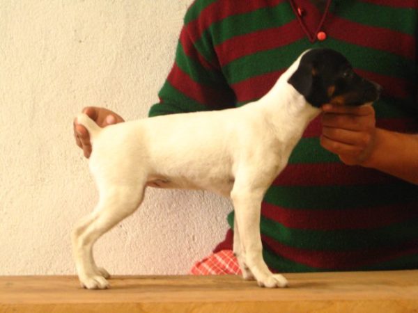 fox terrier puppy for sale