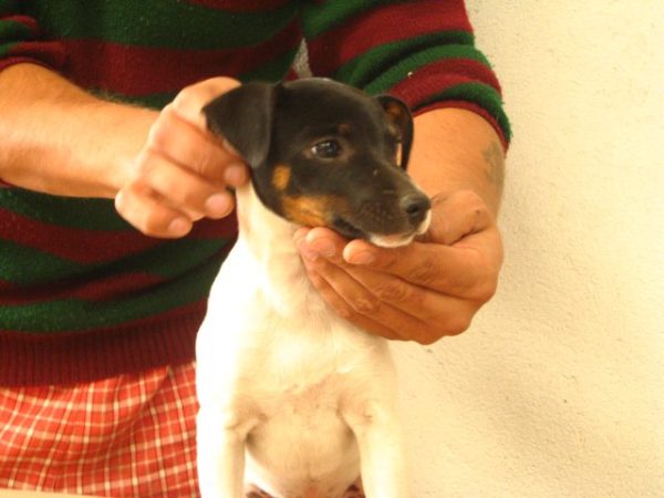 fox terrier puppy for sale