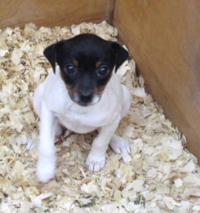 Fox Terrier Puppies for sale