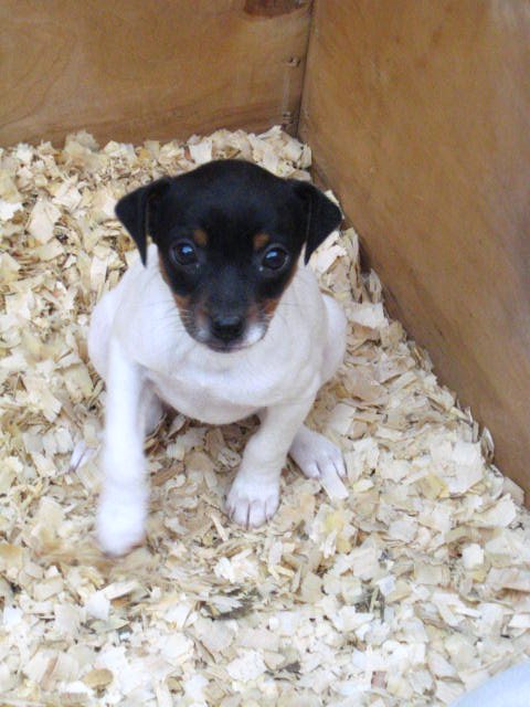 Fox Terrier Puppies for sale