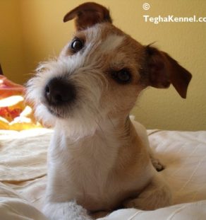wire haired jack russell terrier india