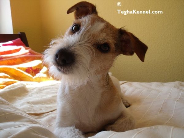 wire haired jack russell terrier india