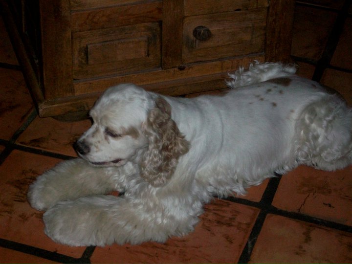 Cocker Spaniel Puppy for sale – Dog Kennel
