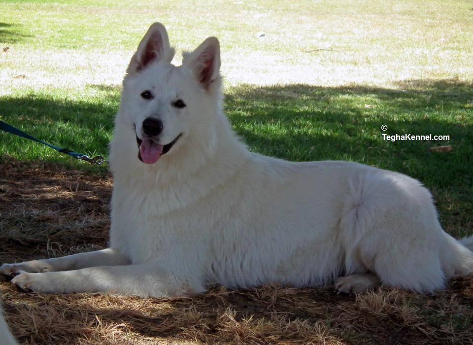 White German Shepherd Puppy for sale 