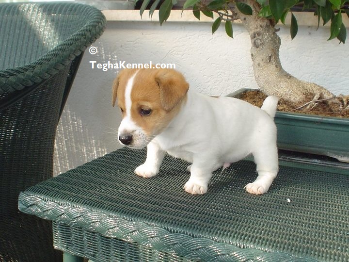 jack russell puppy price