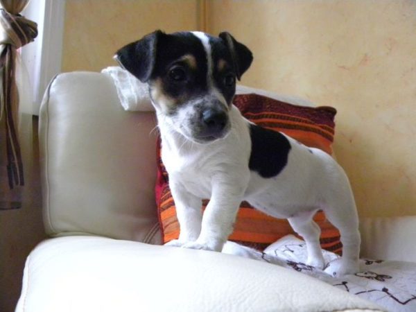 jack russell terrier india