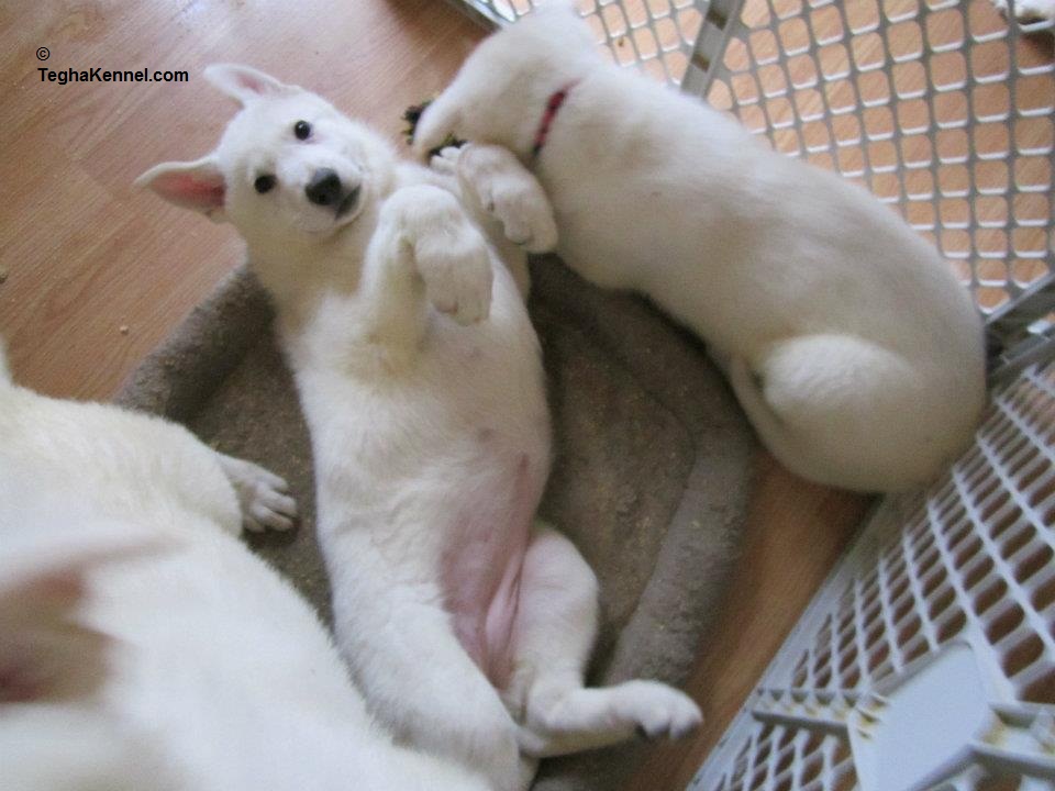 White German Shepherd Puppy Dog Kennel