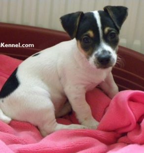 jack russell terrier india