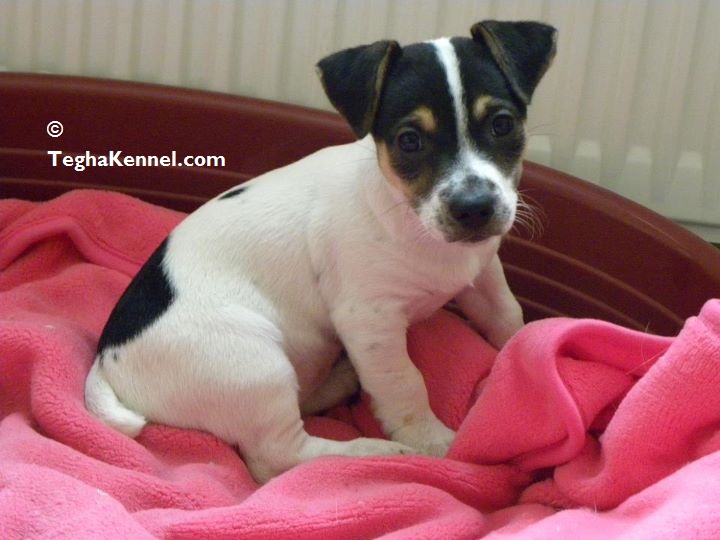 jack russell terrier price