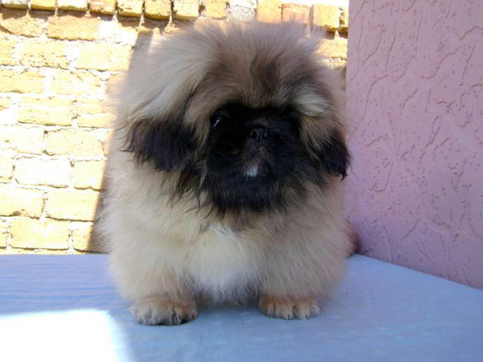 pedigree pekingese puppies for sale