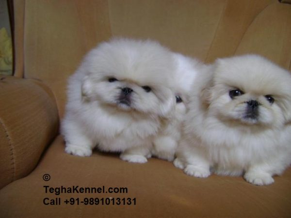 White Pekingese puppies india
