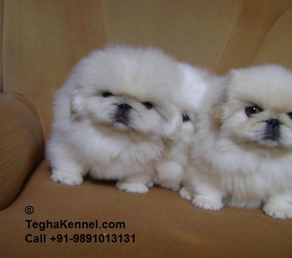 White Pekingese Puppies for sale | Puppies for Sale, Dogs ...