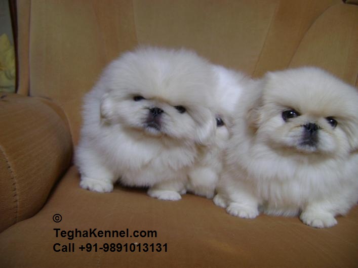 White Pekingese Puppies for sale 