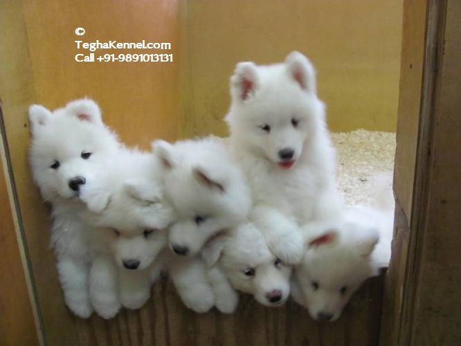 Long coat white german shepherd puppy for sale – Dog Kennel