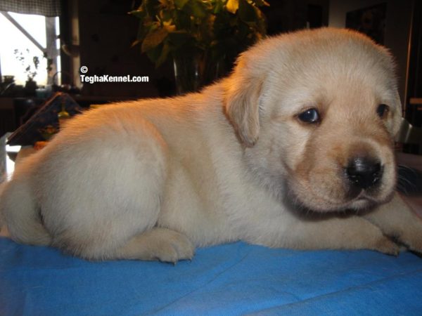 Labrador Retriever Puppies for sale india