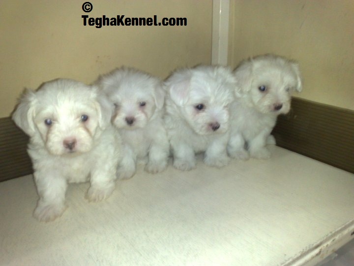 how much do maltese puppies cost